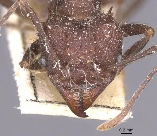 Acromyrmex pubescens specimen CASENT0912468 image casent0912468_2
