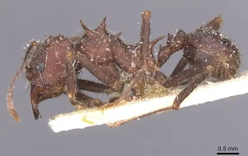 Acromyrmex pubescens specimen CASENT0912468 image casent0912468_3