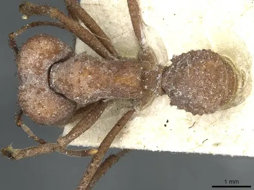 Acromyrmex pulvereus specimen CASENT0912482 image casent0912482_1
