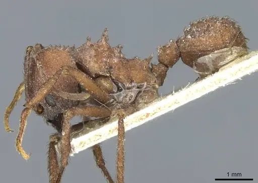 Acromyrmex pulvereus specimen CASENT0912482 image casent0912482_3