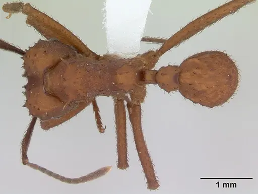 Acromyrmex rugosus specimen CASENT0173802 image casent0173802_1
