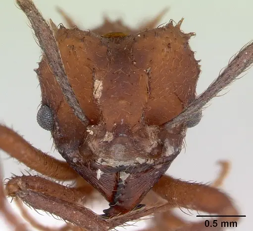 Acromyrmex rugosus specimen CASENT0173802 image casent0173802_2