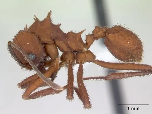 Acromyrmex rugosus specimen CASENT0173802 image casent0173802_3