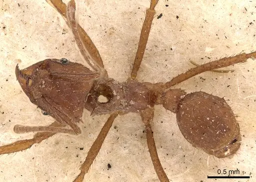 Acromyrmex rugosus specimen CASENT0900494 image casent0900494_1