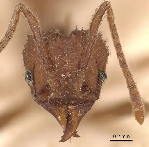 Acromyrmex rugosus specimen CASENT0900494 image casent0900494_2