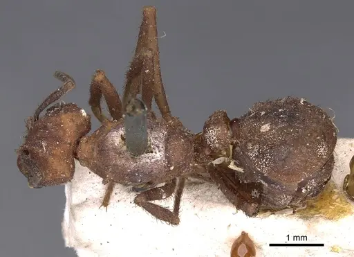 Acromyrmex rugosus specimen CASENT0900495 image casent0900495_1