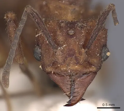 Acromyrmex rugosus specimen CASENT0900495 image casent0900495_2