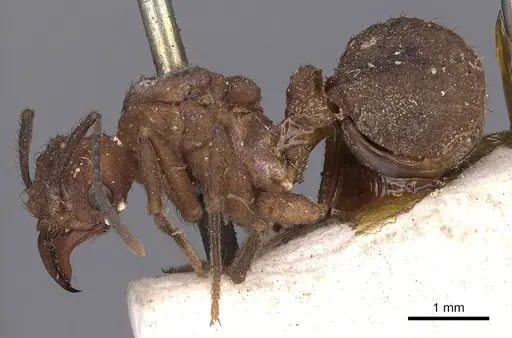 Acromyrmex rugosus specimen CASENT0900495 image casent0900495_3