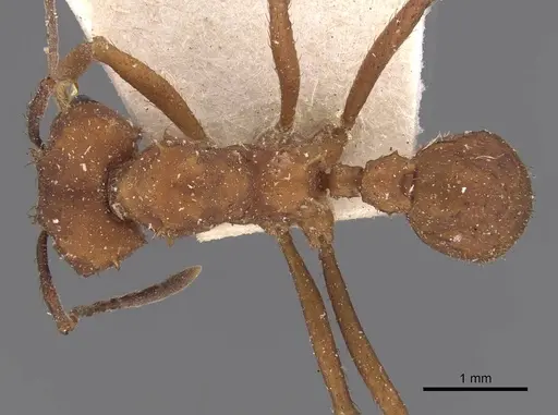 Acromyrmex rugosus specimen CASENT0909423 image casent0909423_1