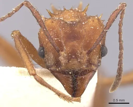 Acromyrmex rugosus specimen CASENT0909423 image casent0909423_2
