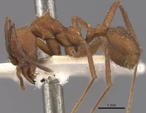 Acromyrmex rugosus specimen CASENT0909423 image casent0909423_3