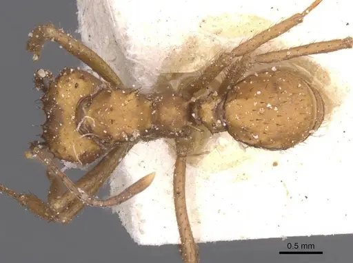 Acromyrmex rugosus specimen CASENT0912470 image casent0912470_1