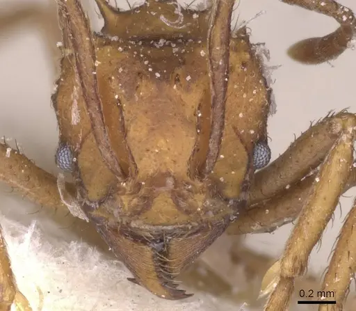 Acromyrmex rugosus specimen CASENT0912470 image casent0912470_2