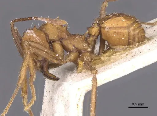 Acromyrmex rugosus specimen CASENT0912470 image casent0912470_3