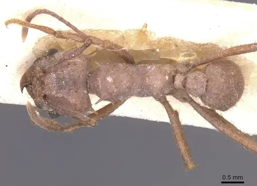 Acromyrmex rugosus specimen CASENT0912471 image casent0912471_1