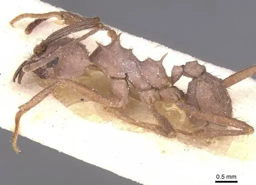 Acromyrmex rugosus specimen CASENT0912471 image casent0912471_3