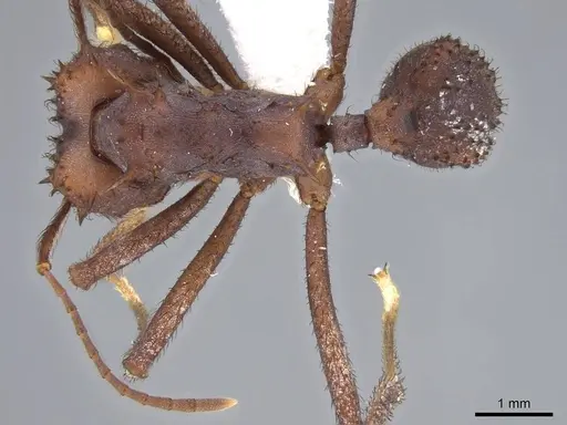 Acromyrmex rugosus specimen CASENT0922029 image casent0922029_1
