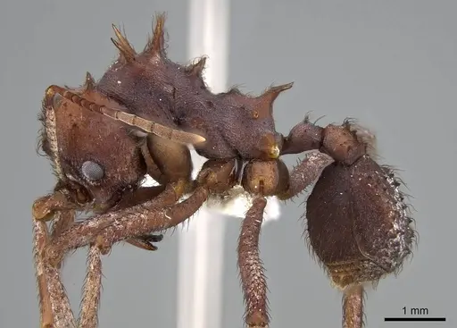 Acromyrmex rugosus specimen CASENT0922029 image casent0922029_3