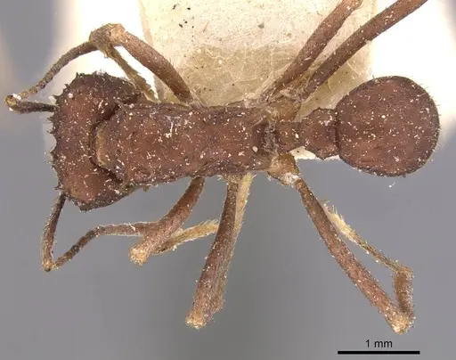 Acromyrmex santschii specimen CASENT0909424 image casent0909424_1