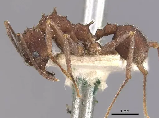 Acromyrmex santschii specimen CASENT0909424 image casent0909424_3