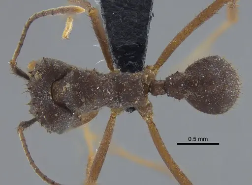 Acromyrmex santschii specimen CBUMAGENT41715 image cbumagent41715_1