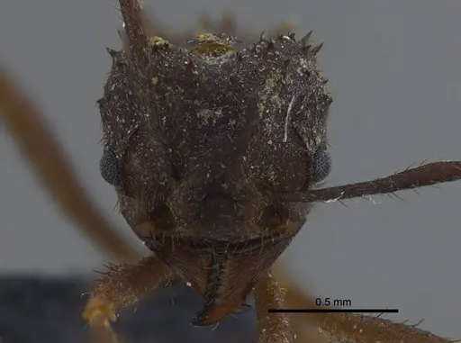 Acromyrmex santschii specimen CBUMAGENT41715 image cbumagent41715_2