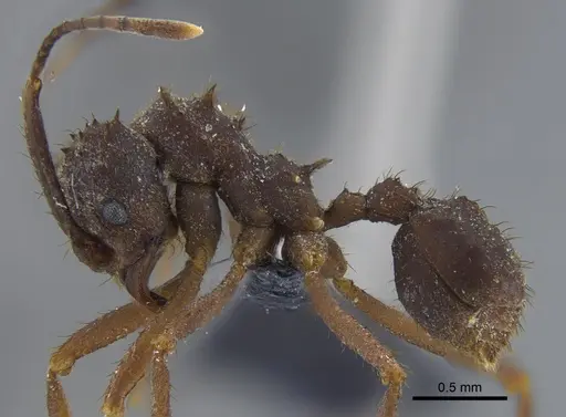 Acromyrmex santschii specimen CBUMAGENT41715 image cbumagent41715_3