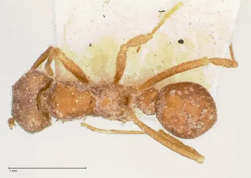 Acromyrmex santschii specimen FOCOL0778-1 image focol0778-1_1