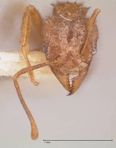 Acromyrmex santschii specimen FOCOL0778-1 image focol0778-1_2