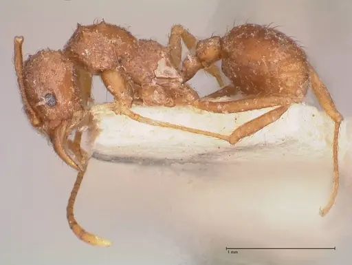 Acromyrmex santschii specimen FOCOL0778-1 image focol0778-1_3