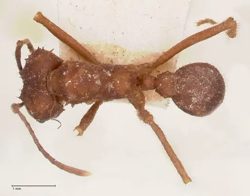 Acromyrmex santschii specimen FOCOL0778-2 image focol0778-2_1