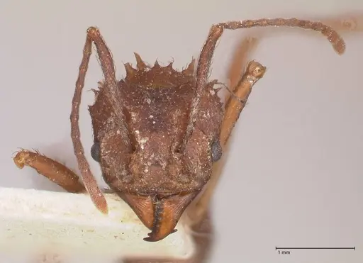 Acromyrmex santschii specimen FOCOL0778-2 image focol0778-2_2