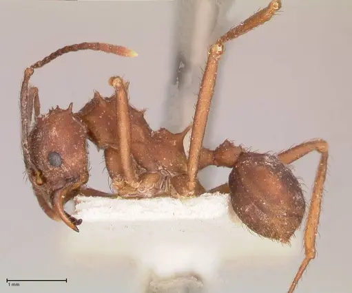 Acromyrmex santschii specimen FOCOL0778-2 image focol0778-2_3