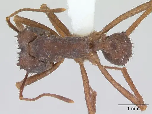 Acromyrmex subterraneus specimen CASENT0173804 image casent0173804_1