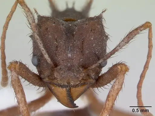 Acromyrmex subterraneus specimen CASENT0173804 image casent0173804_2