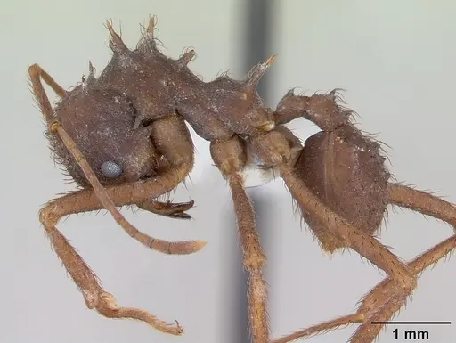 Acromyrmex subterraneus specimen CASENT0173804 image casent0173804_3