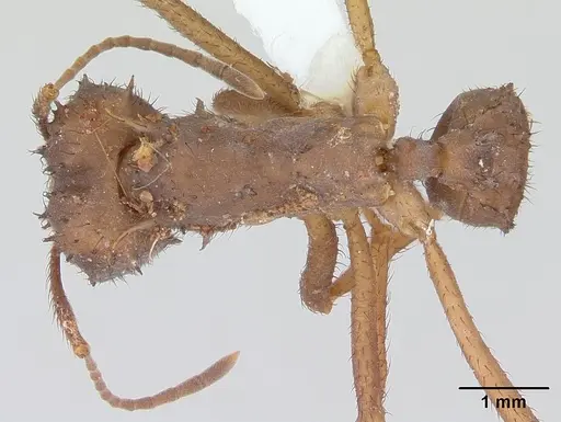 Acromyrmex subterraneus specimen CASENT0173805 image casent0173805_1