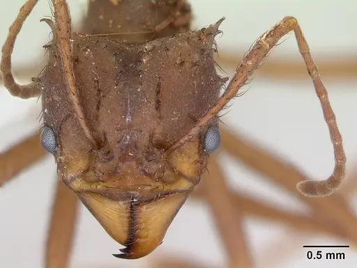 Acromyrmex subterraneus specimen CASENT0173805 image casent0173805_2