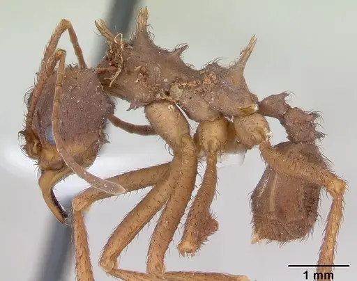 Acromyrmex subterraneus specimen CASENT0173805 image casent0173805_3