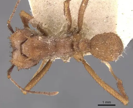 Acromyrmex subterraneus specimen CASENT0909425 image casent0909425_1