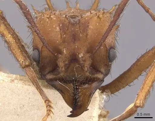 Acromyrmex subterraneus specimen CASENT0909425 image casent0909425_2