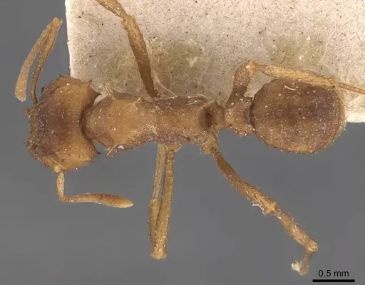Acromyrmex subterraneus specimen CASENT0909426 image casent0909426_1