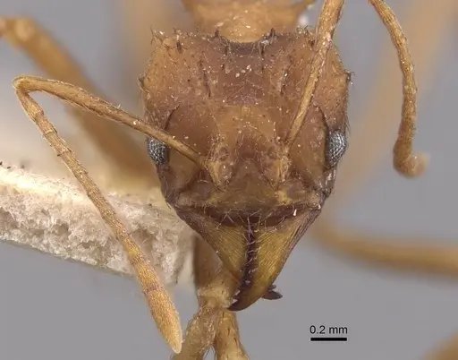 Acromyrmex subterraneus specimen CASENT0909426 image casent0909426_2