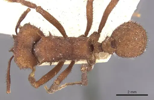 Acromyrmex subterraneus specimen CASENT0909428 image casent0909428_1