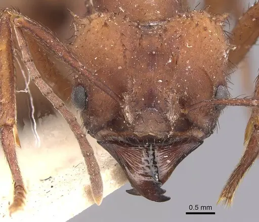 Acromyrmex subterraneus specimen CASENT0909428 image casent0909428_2