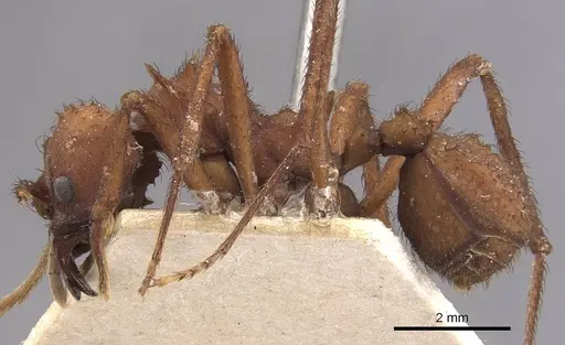 Acromyrmex subterraneus specimen CASENT0909428 image casent0909428_3