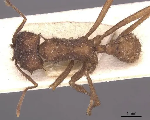 Acromyrmex subterraneus specimen CASENT0912472 image casent0912472_1