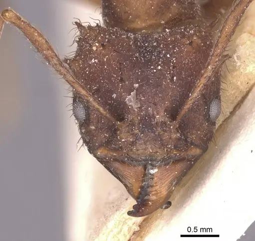 Acromyrmex subterraneus specimen CASENT0912472 image casent0912472_2