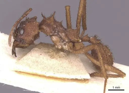 Acromyrmex subterraneus specimen CASENT0912472 image casent0912472_3