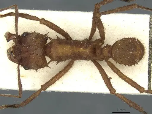 Acromyrmex subterraneus specimen CASENT0912476 image casent0912476_1